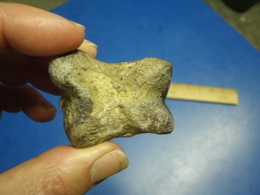 FOSSIL BISON PHALANX FROM GEARY CO KANSAS