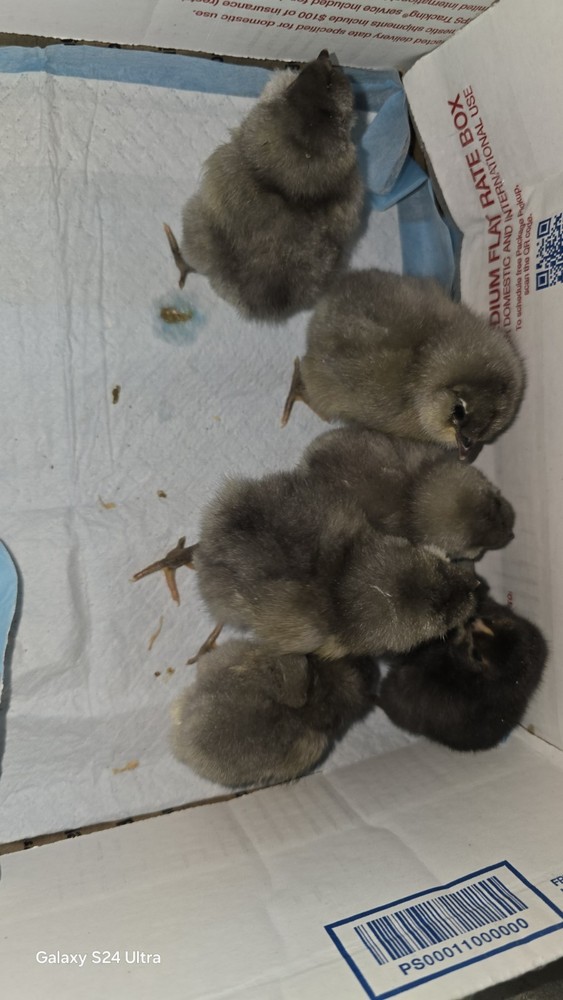Chocolate/ Splash (Project) Ameraucanas Hatching Eggs from a fun pen!