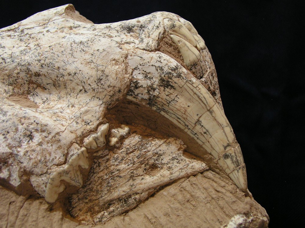 Authentic Saber-Tooth skull matrix