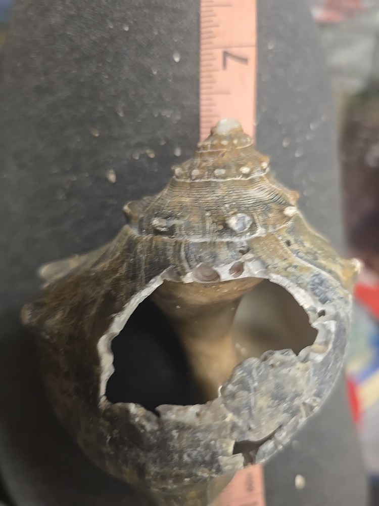 Natural Shell 6.5 Inches Long. Helmut Conch