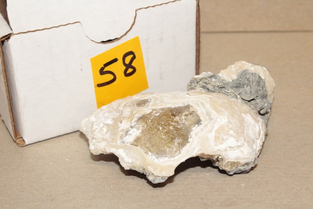 Calcite Fossil Clam Rucks Pit Florida #58