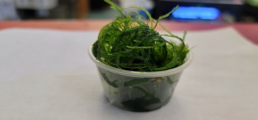 Plant/Moss Pack 1(2oz cup) Subwassertang, 1(2oz cup)Java Moss.