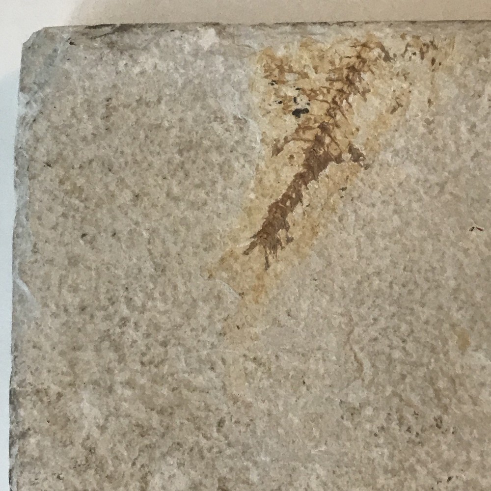 Fish Fossil 6.75" x 4.5"