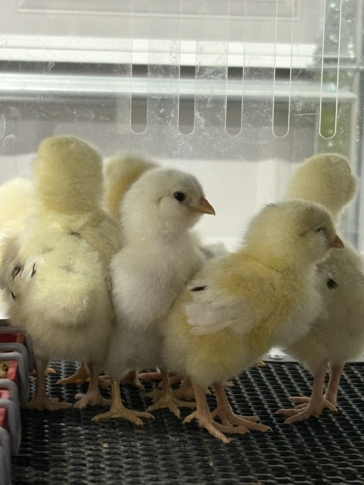 8 Ermine Ameracauna Hatching Eggs