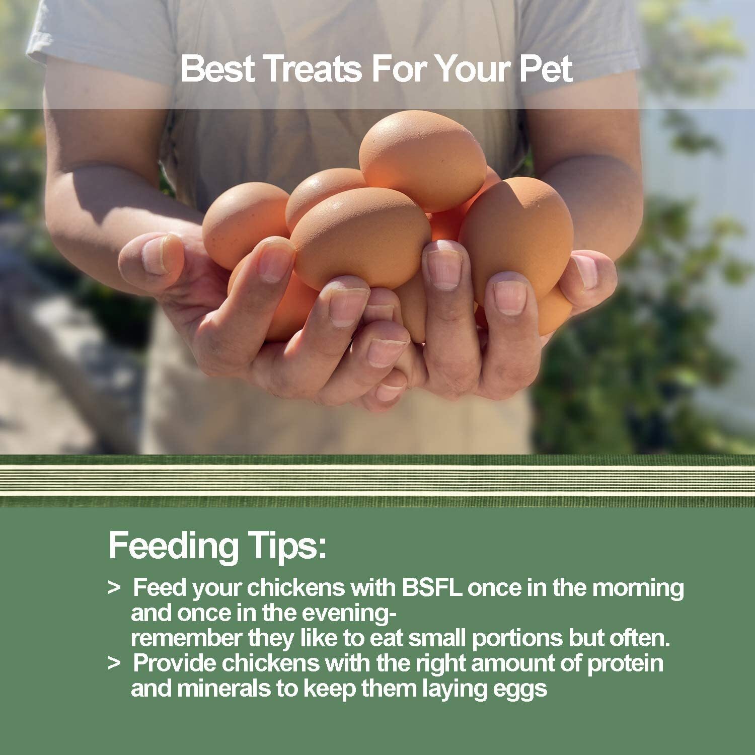 5-44LB Dried Black Soldier Fly Larvae for Chicken Feed Birds Treat Mealworm Lot