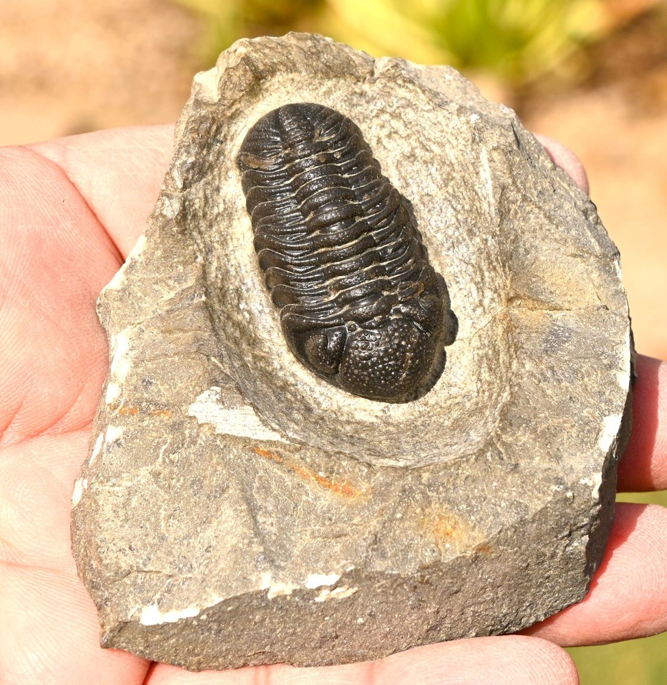 Trilobite Fossil, Phacops sp, from Morocco #2