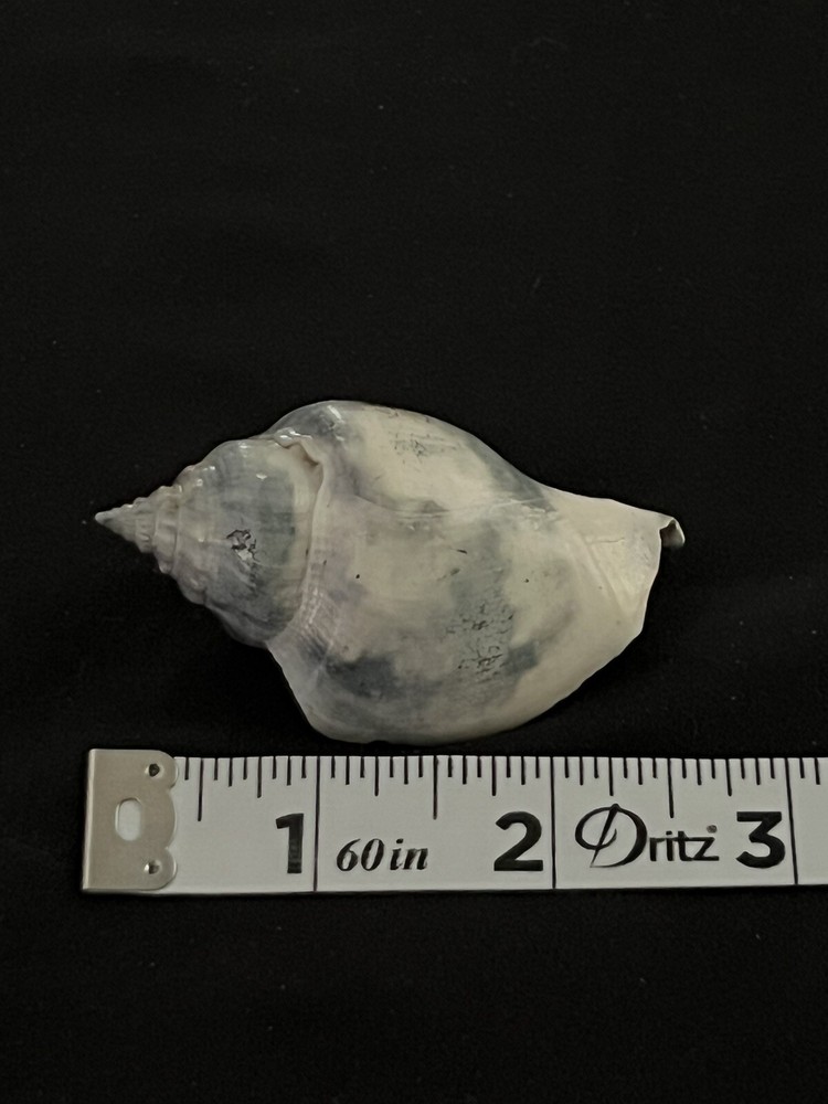 RARE Fossilized FIGHTING CONCH Shell From Central Florida.