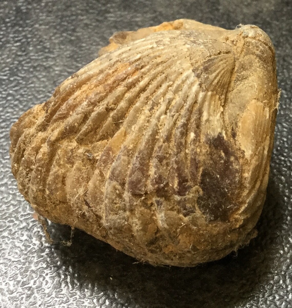 Fossil of a Shellfish 3.3cm long
