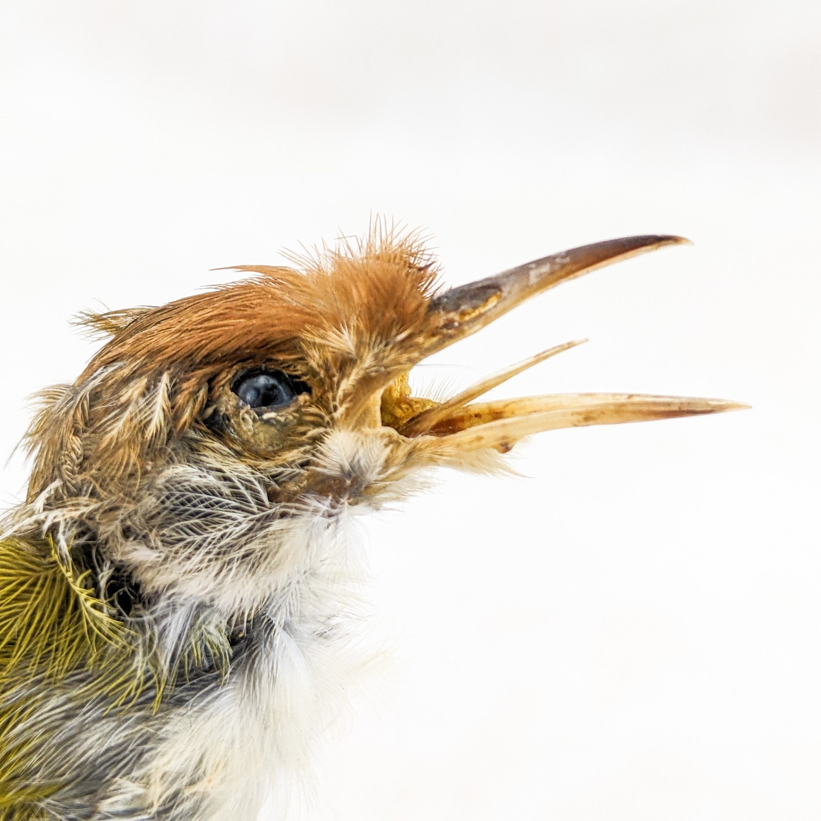 Ashy Tailor bird taxidermy Orthotomus ruficeps Bird Specimen oddities gift decor