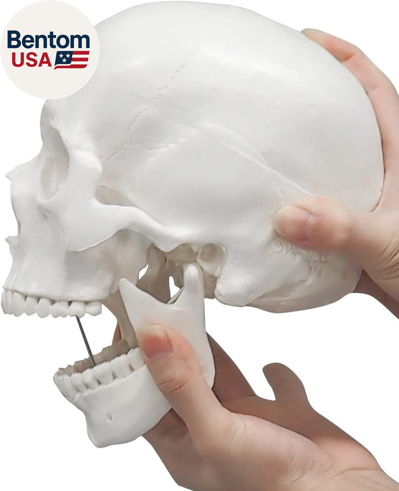 Human Skull Model, Life Size 3-Part Anatomical Model with Removable Skull Cap an