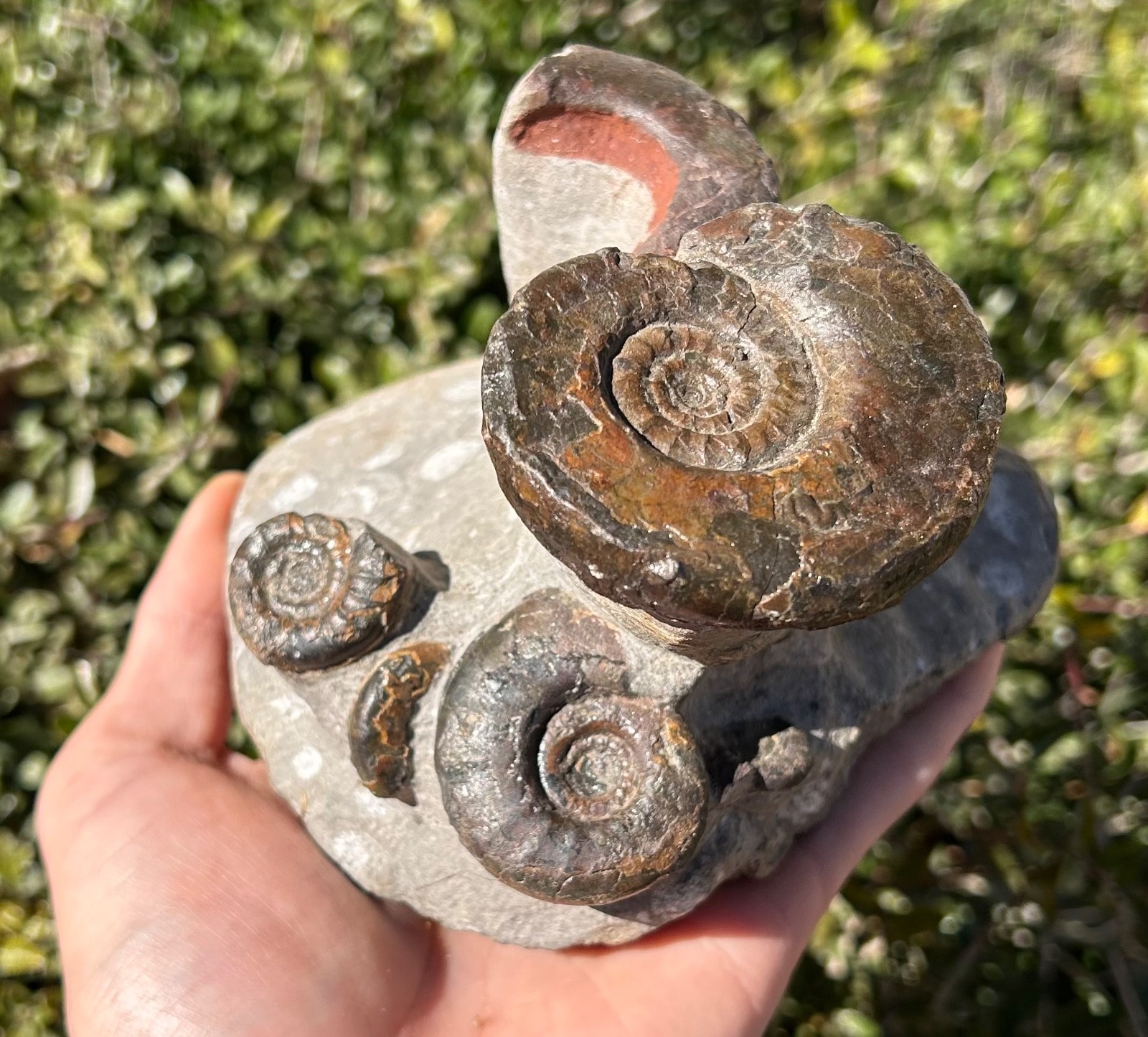 Devonian Fossil Ammonites Multi Plate Matrix Cluster Morocco 5.09”
