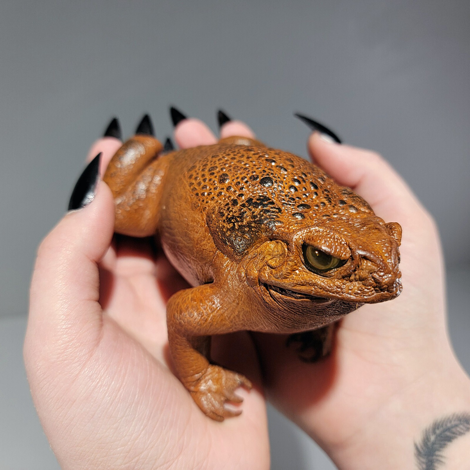 Taxidermy Toad, Real Stuffed Frog, Rhinella marina