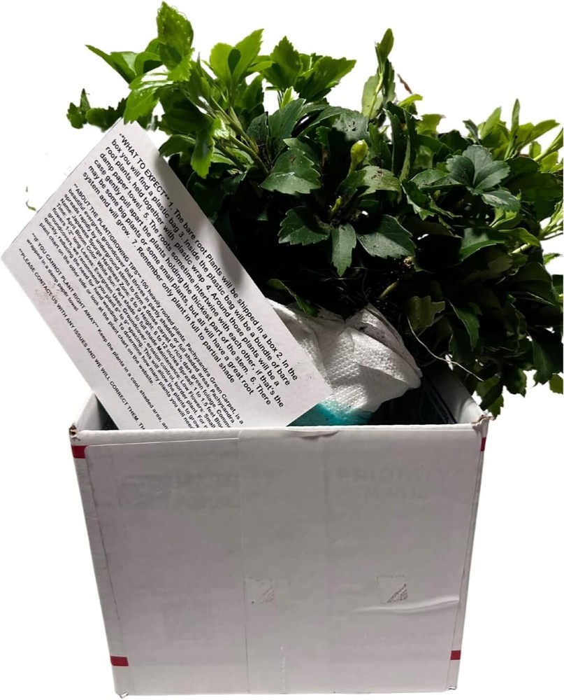 pachysandra terminalis 50 bare root plants