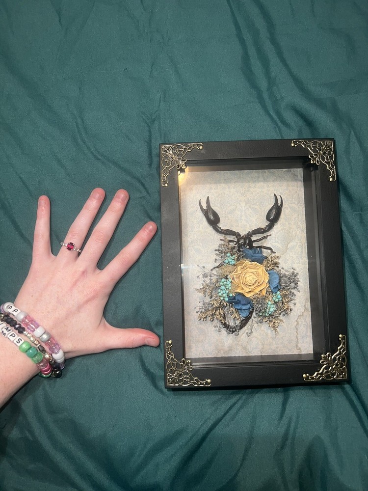 Scorpion shadow box / Oddities