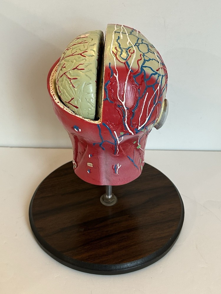 Bobbitt Laboratories Anatomical Half Head Model Removable Brain Vintage