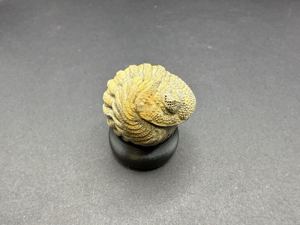 Enrolled Moroccops Trilobite