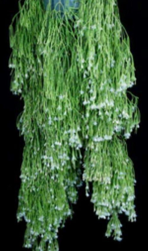 Rhipsalis clavata-Orchid Cactus-Thick Flowing Branches