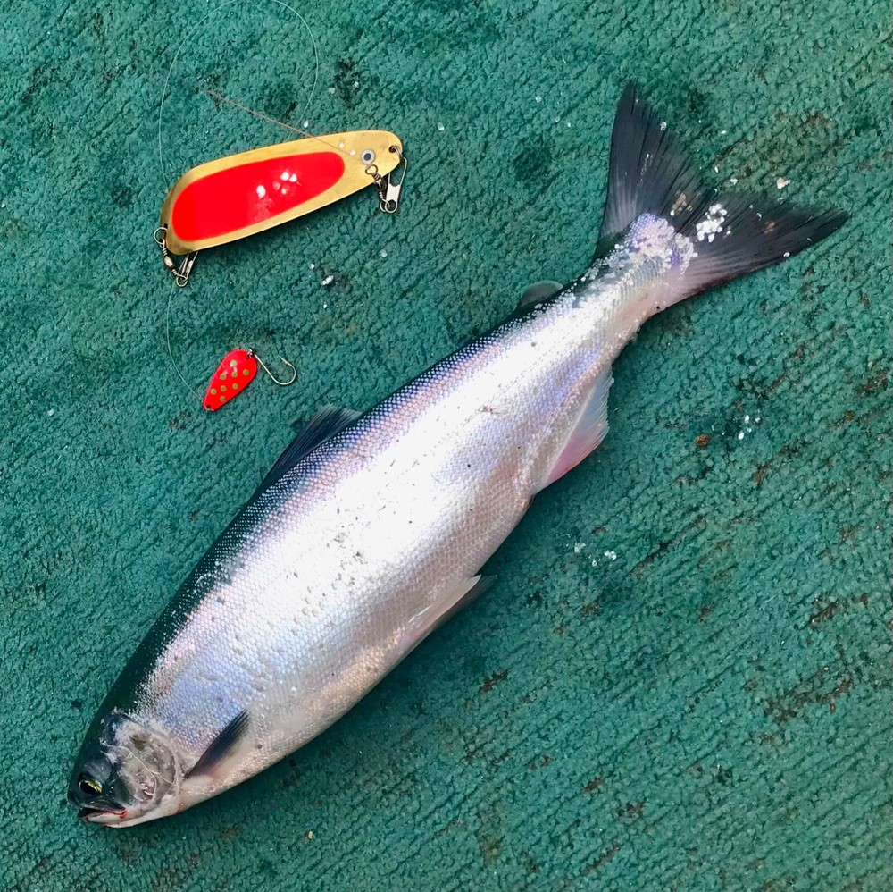 Kokanee Dodger: uv "FLO RED" / brass