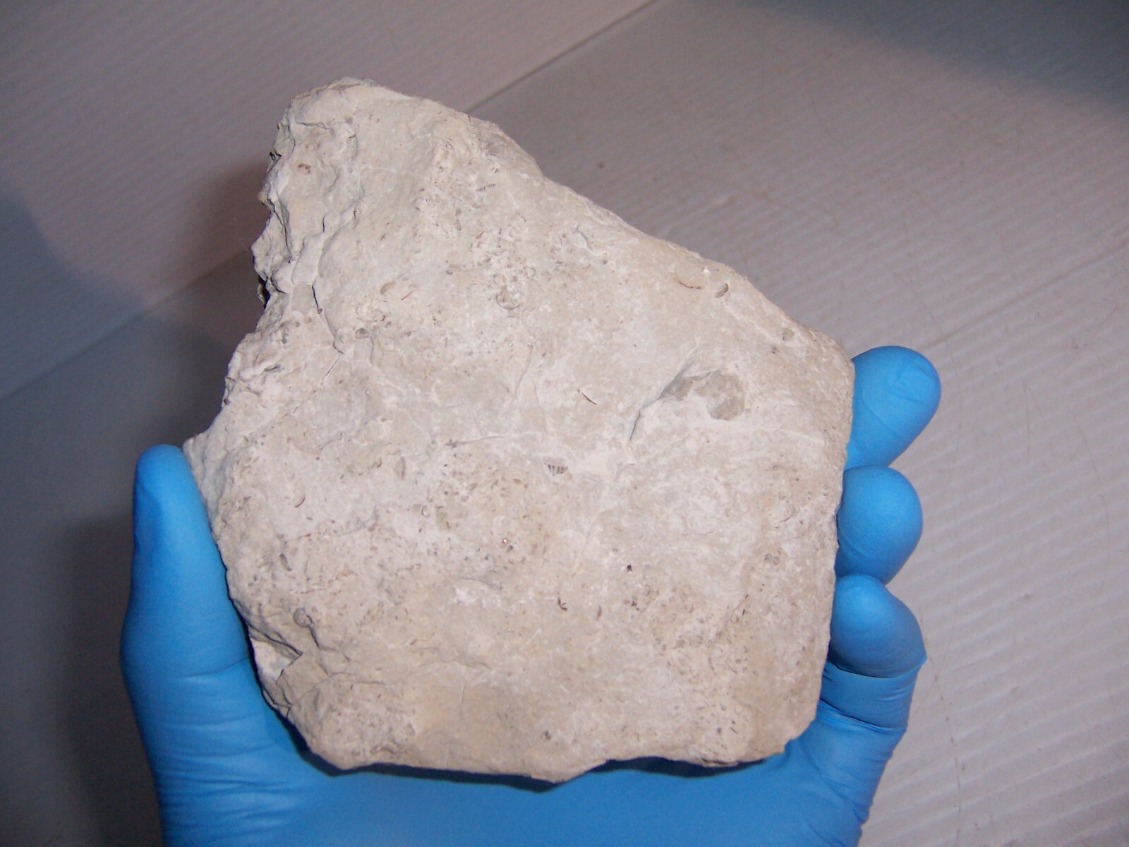 Fossil Holocystites Scutellatus Cystoid Silurian Niagaran Formation Osgood Shale