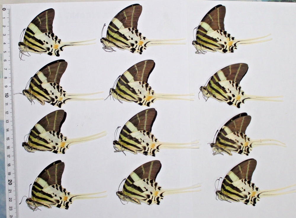 Papilionidae. 12 x Graphium androcles. Konawe. S.E.Sulawesi