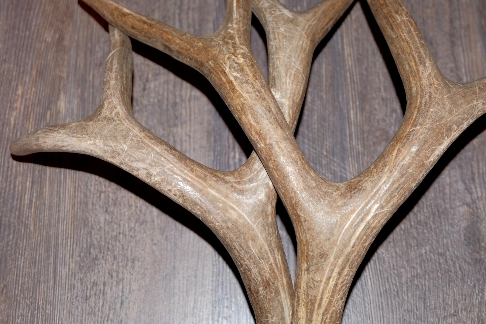 Nice Set Mule Deer Antlers Sheds Taxidermy Mount Cabin Decor Buck Horns