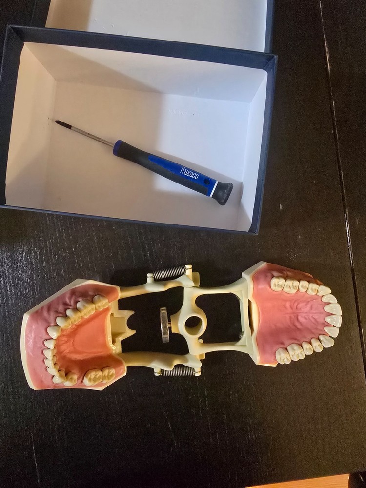 Periodontal Typodont