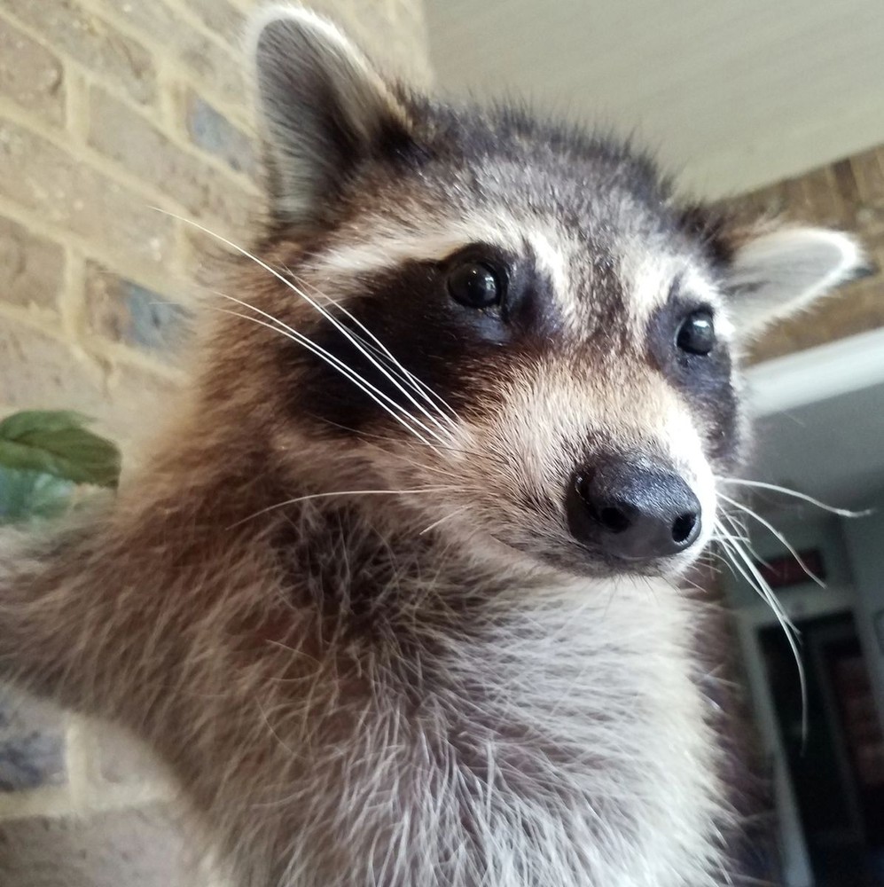 Unique Raccon Messenger Mount - NEW