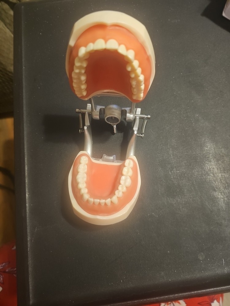 Dental Typodont Model 32pcs With Removable Teeth
