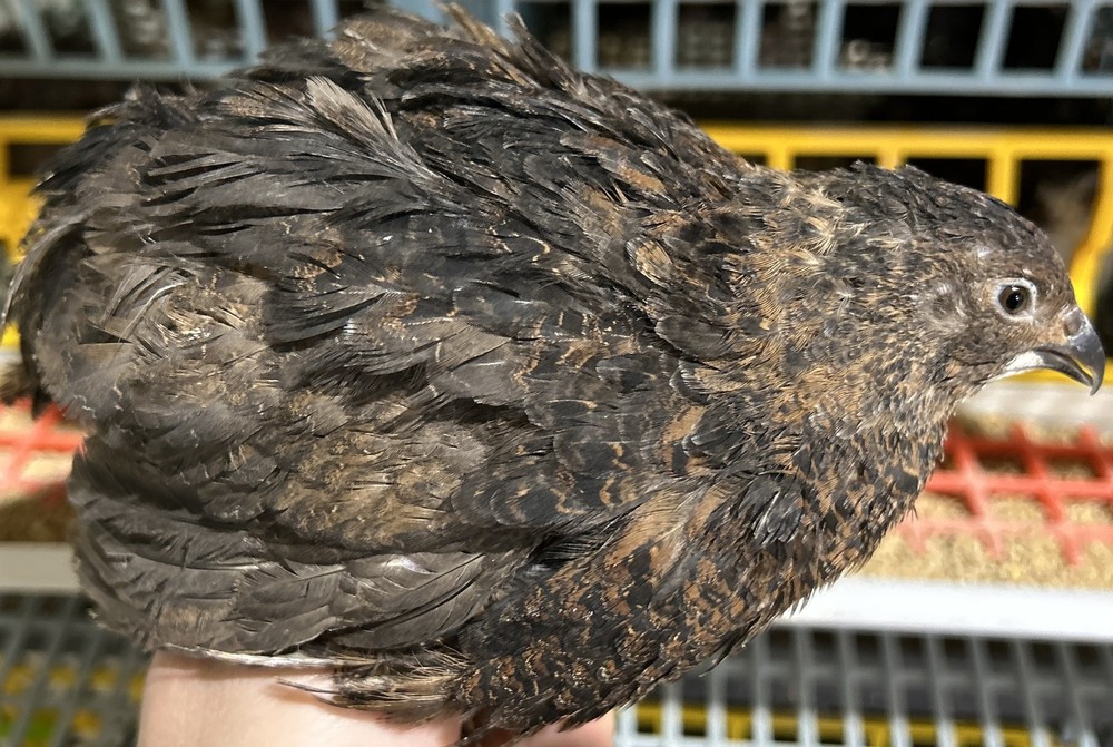 Celadon Coturnix Quail Hatching Eggs
