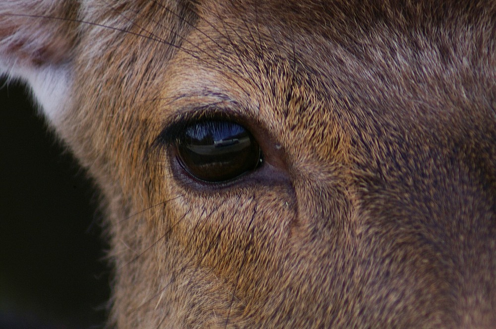 Sika Deer Taxidermy Reference Photo Cd