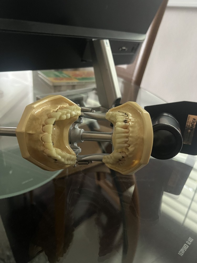 Dental Typodant and stand