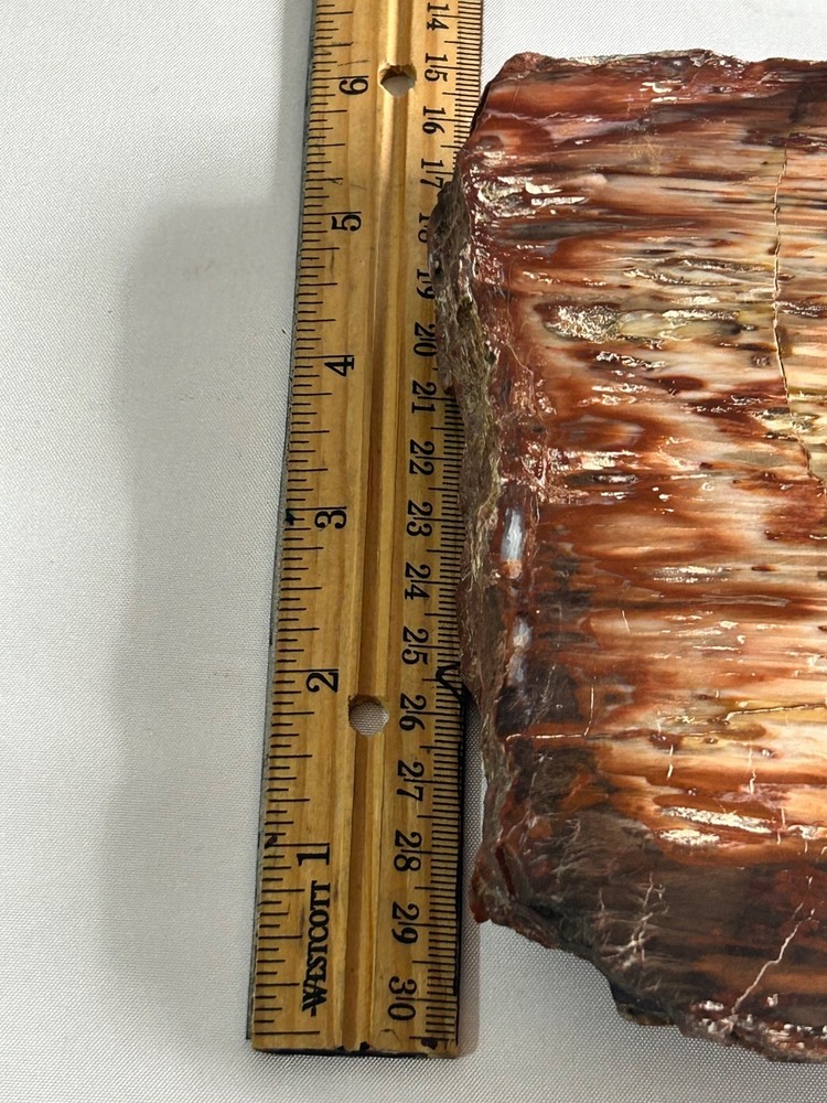 2.5 million year-old petrified pine