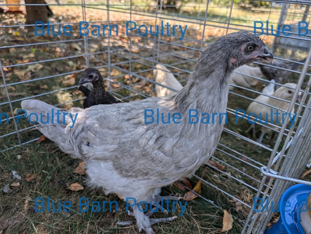 6 Lavender and Split to Solid Black Marans Chicken Hatching Eggs Purebred NPIP