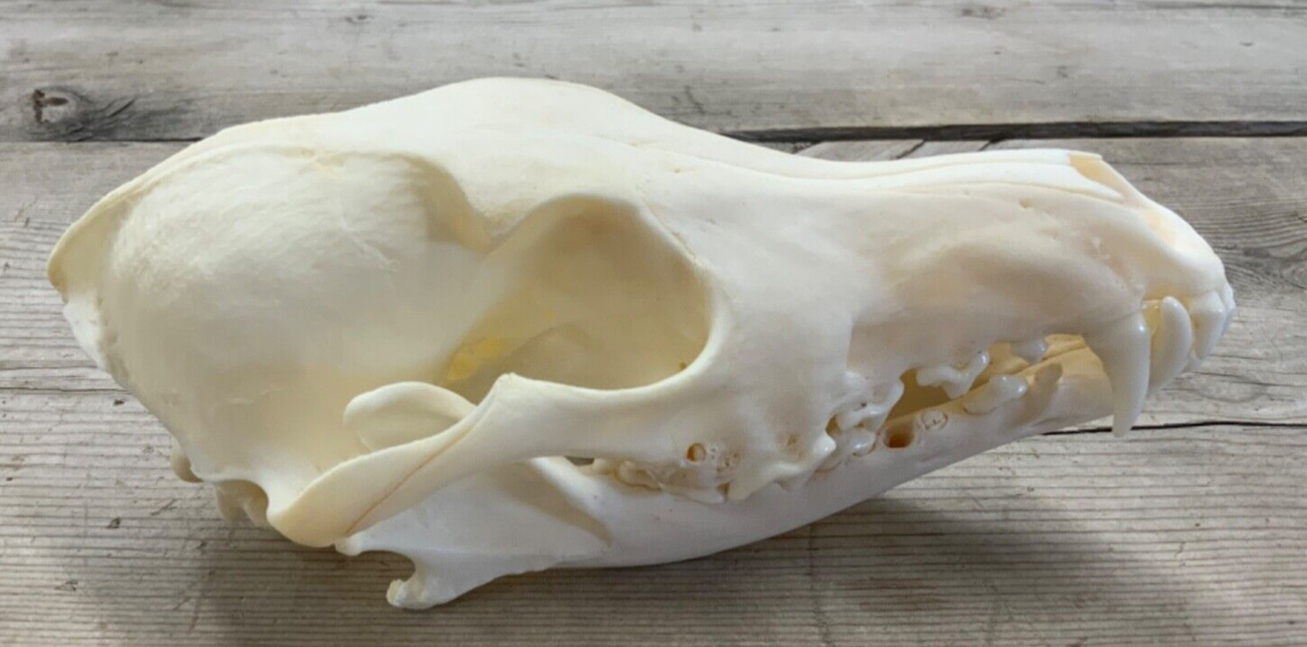 Coyote Skull Authentic Montana Coyote Skull #2 Grade