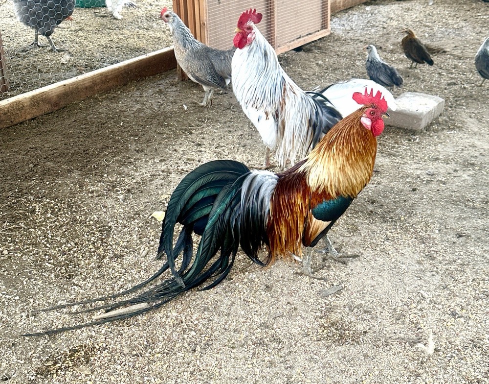 Long Tailed Phoenix Chicken Hatching Eggs 6++ PLEASE READ DESCRIPTION