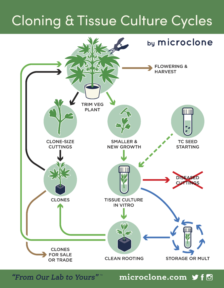 Tissue Culture Starter Kit Microclone Liquid Tubes Most Plants Include Cannabis