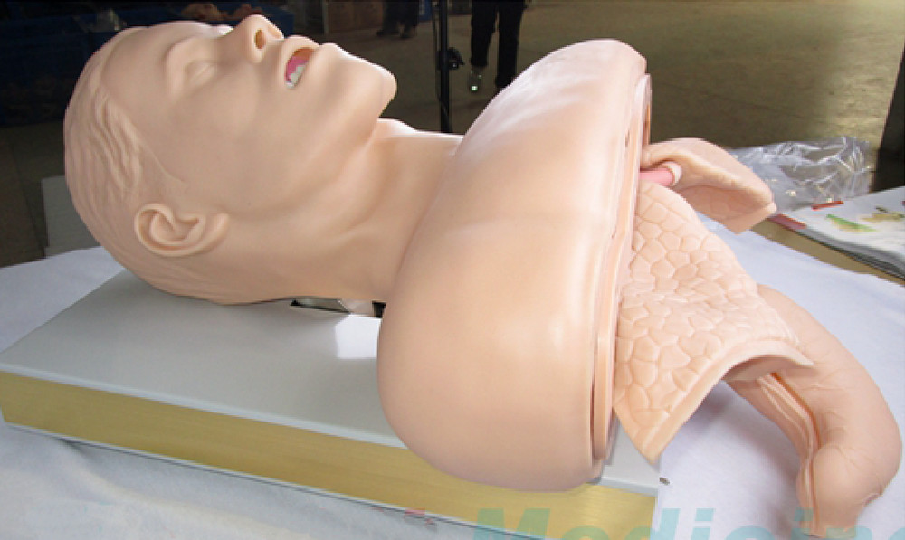 1:1 Tracheal Intubation Training Model Teaching Aids Nursing Training Display