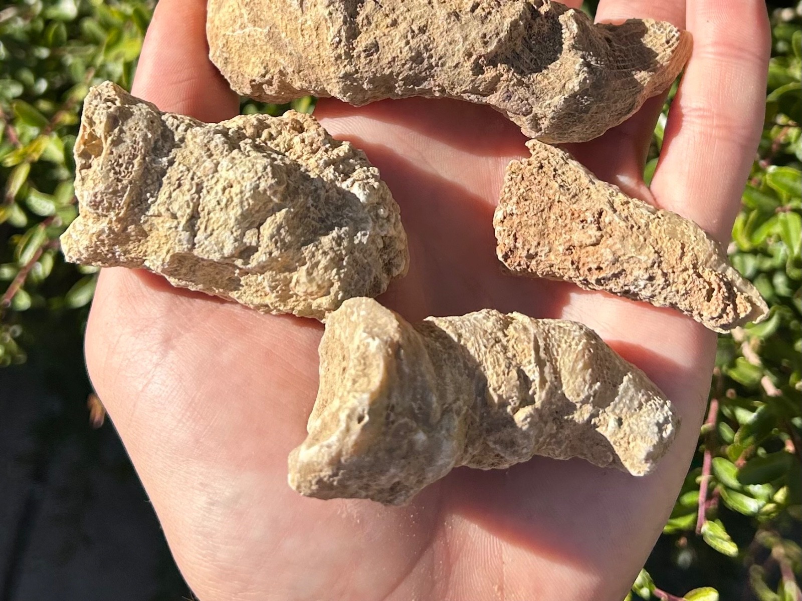 BIG Texas Fossil Horn Coral LOT OF 5 Caninia sp. Pennsylvanian Age