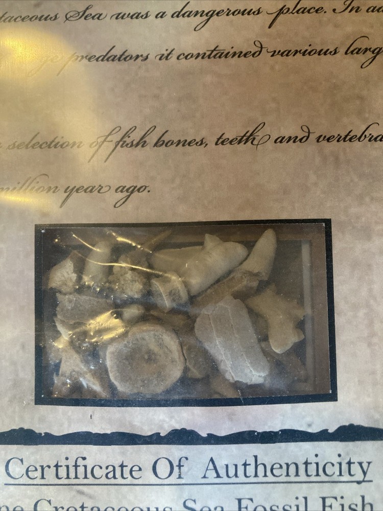 Fossil Cretaceous Fish Bones