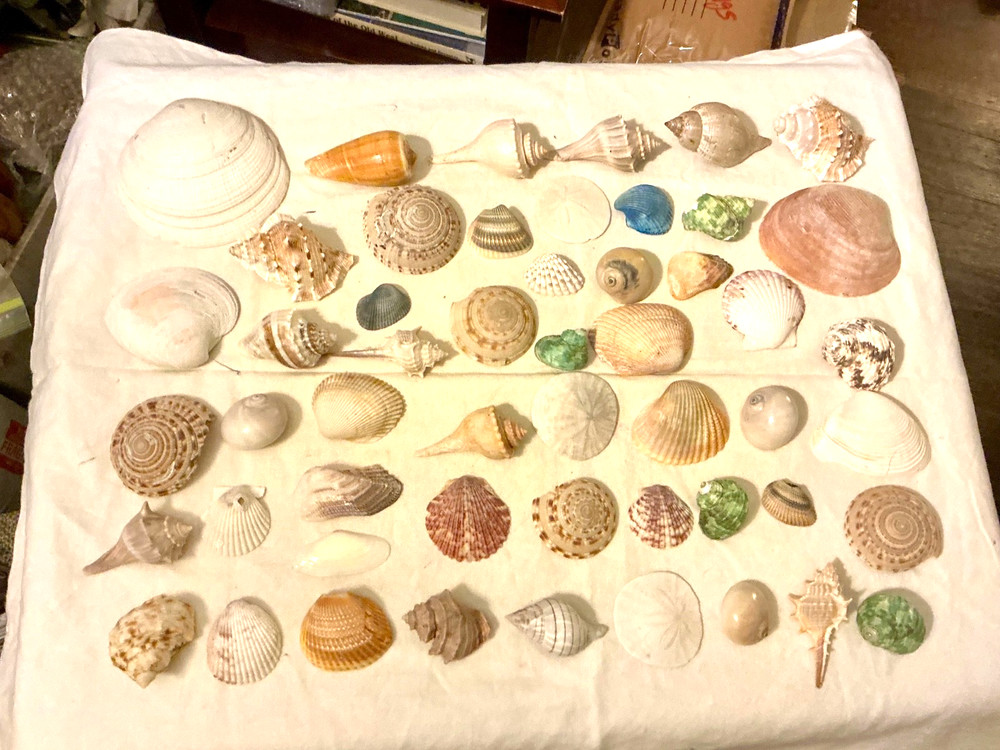 lot of assorted shells for craft or display