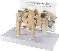 Human Humerus Bone Model Left