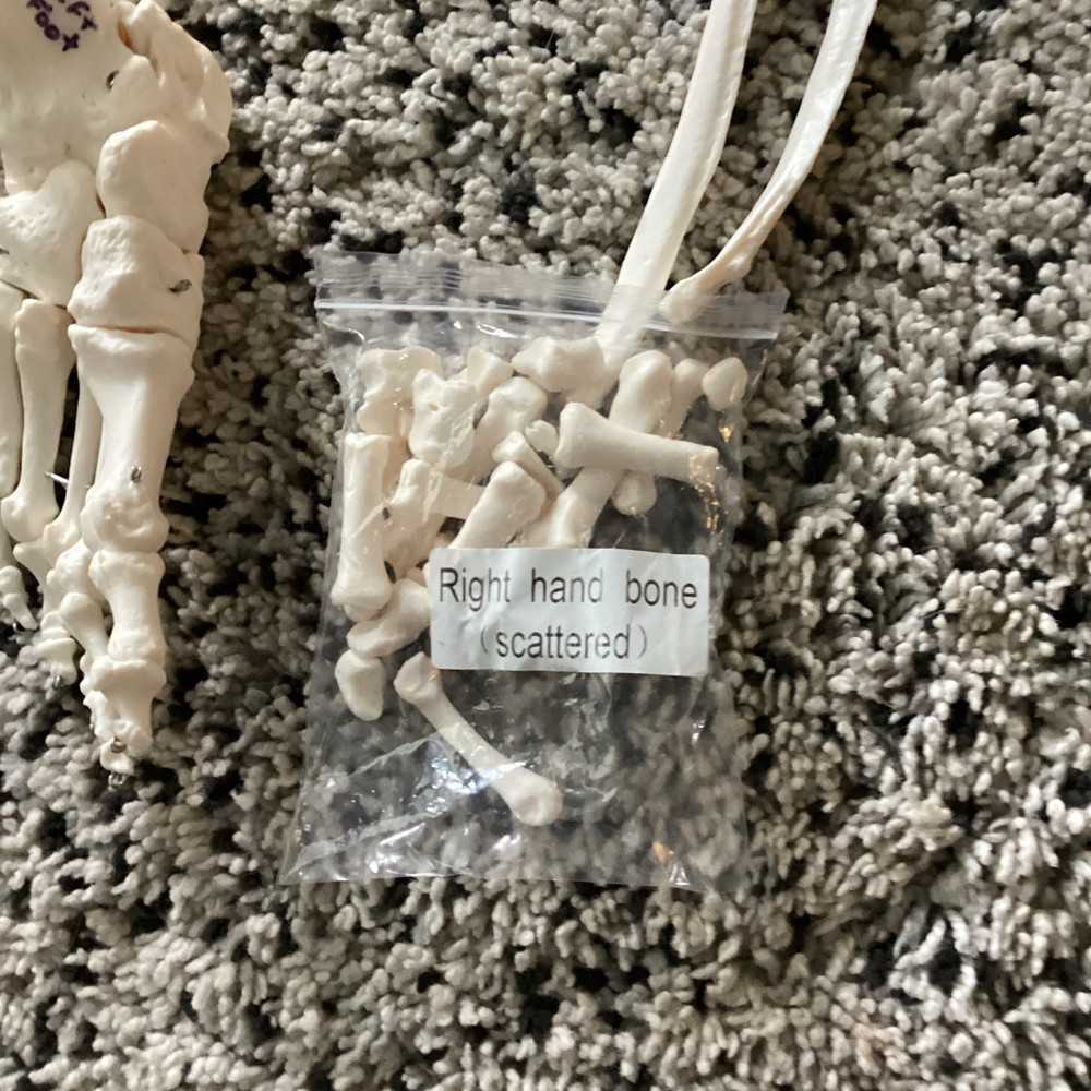 SKELETAL SYSTEM COMPLETE MODEL UNIVERSITY QUALITY REALISTIC