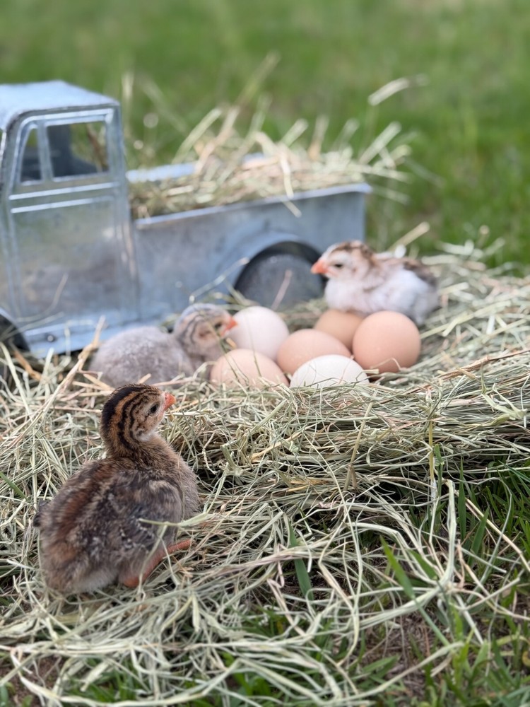 12+ Absorted Guinea Fowl Hatching Egg
