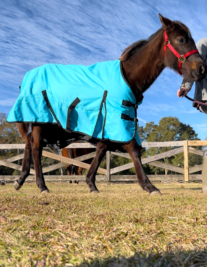 horse blanket
