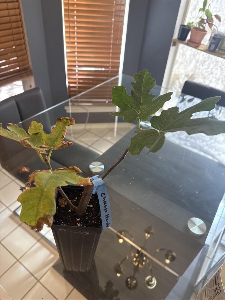 Chicago Hardy Fig Tree