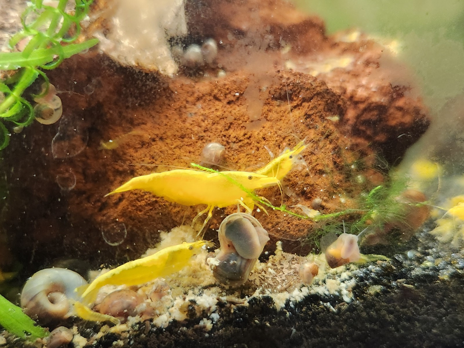 Small Freshwater Cleanup Crew – 2 Plecos, 20 Shrimp, 20 Snails - Algae Eaters
