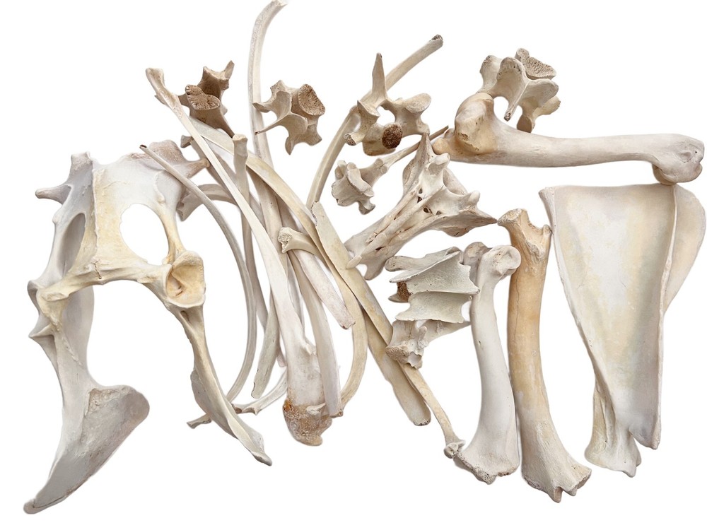 1 Pound Box Assorted Wild Boar Bones 1" - 8" For Bone Crafts