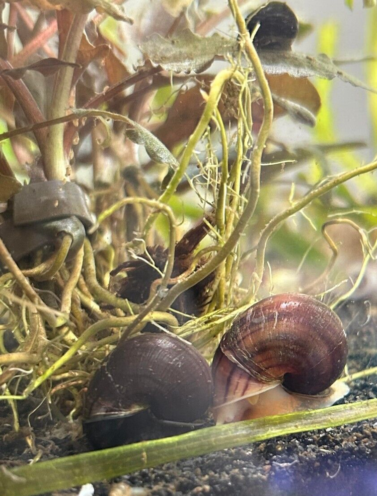 Assorted Mystery Snails -Algae eaters- Keeps decor, substrate, and glass clean!