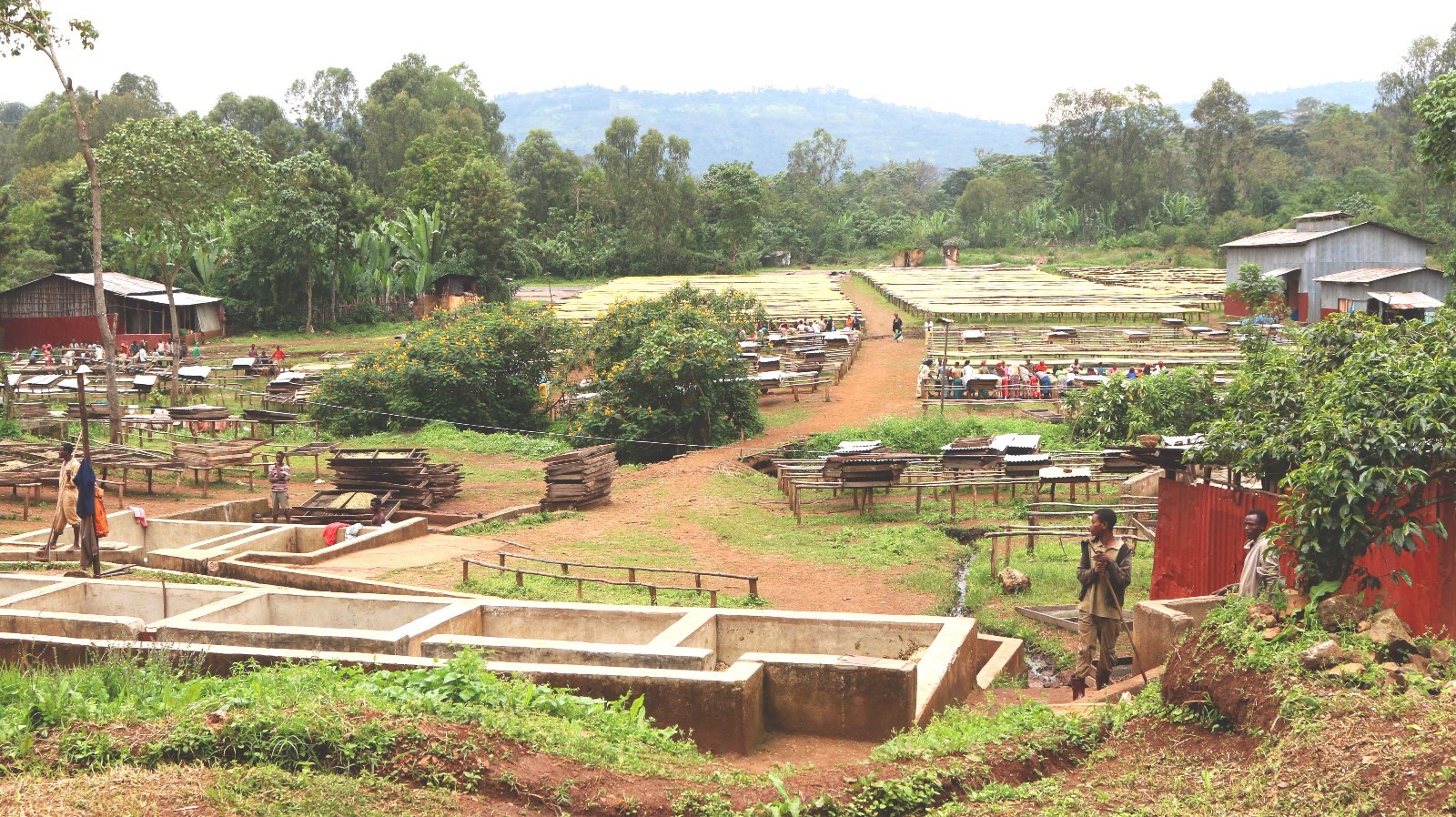 Ethiopian Yirgacheffe Coffee Beans Roasted Daily Medium 2 Bags 1 Pound Each