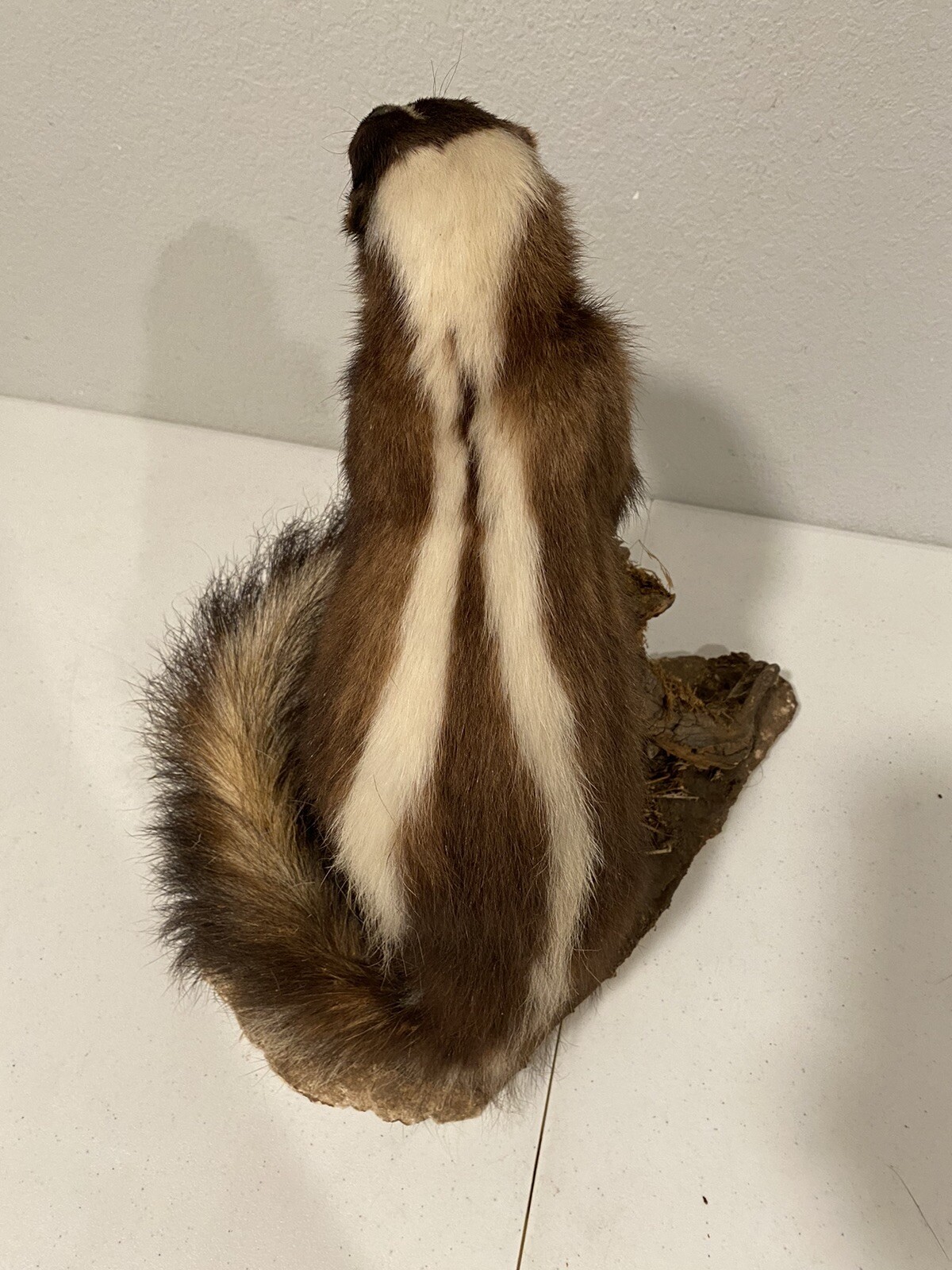 Rare Adult Brown Striped Skunk Taxidermy Mounted 16” Tall Vintage Oddity NICE